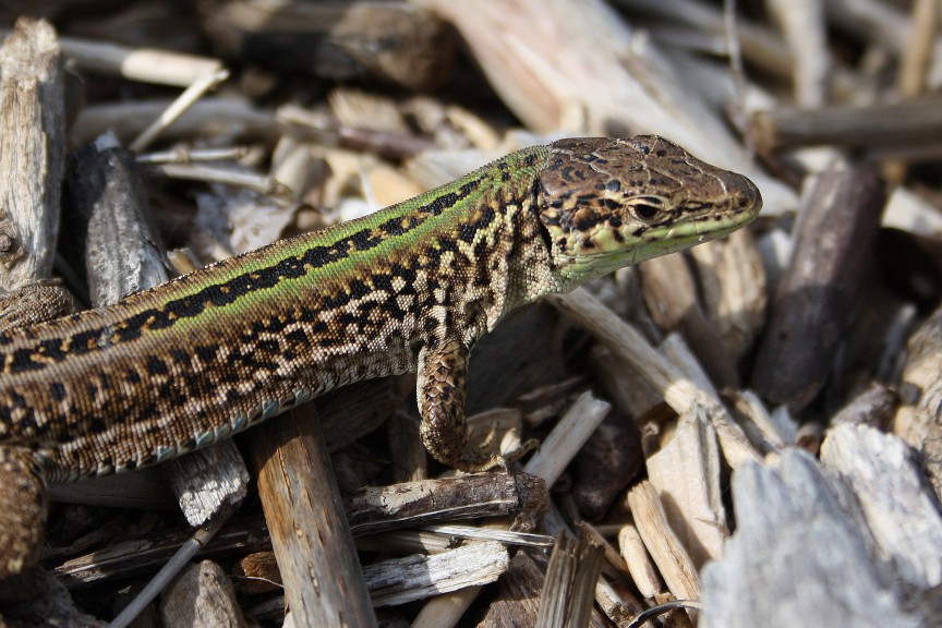 lacerta agricola? (Podarcis siculus)